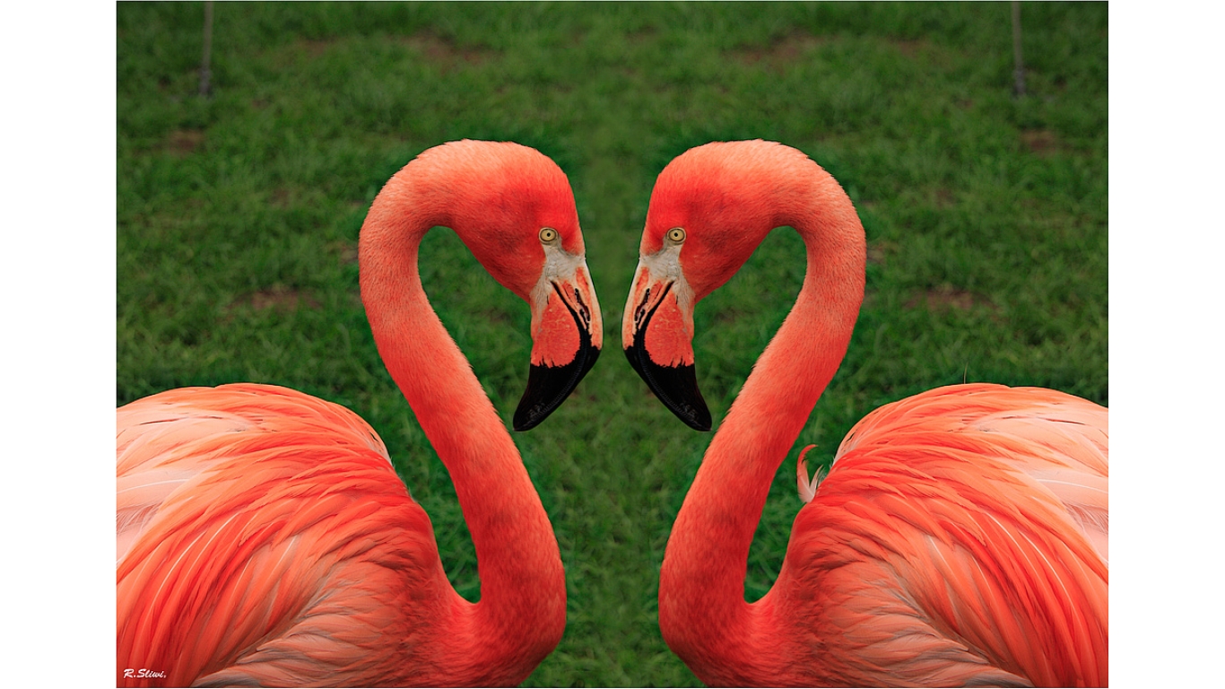 Ein Herz Fur Flamingos